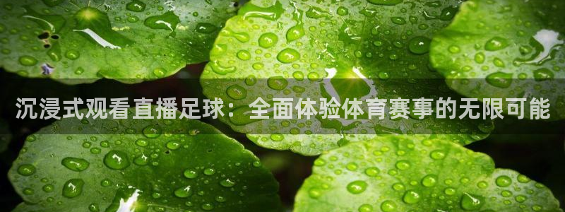沉浸式观看直播足球：全面体验体育赛事的无限可能
