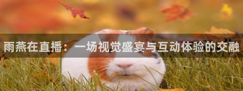 雨燕在直播：一场视觉盛宴与互动体验的交融